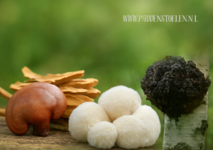 Medicinale paddenstoelen zoals Reishi, Lion’s Mane en Chaga ter ondersteuning van een holistische leefstijl