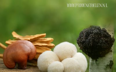 Medicinale paddenstoelen en het zenuwstelsel. Natuurlijke ondersteuning binnen een holistische benadering